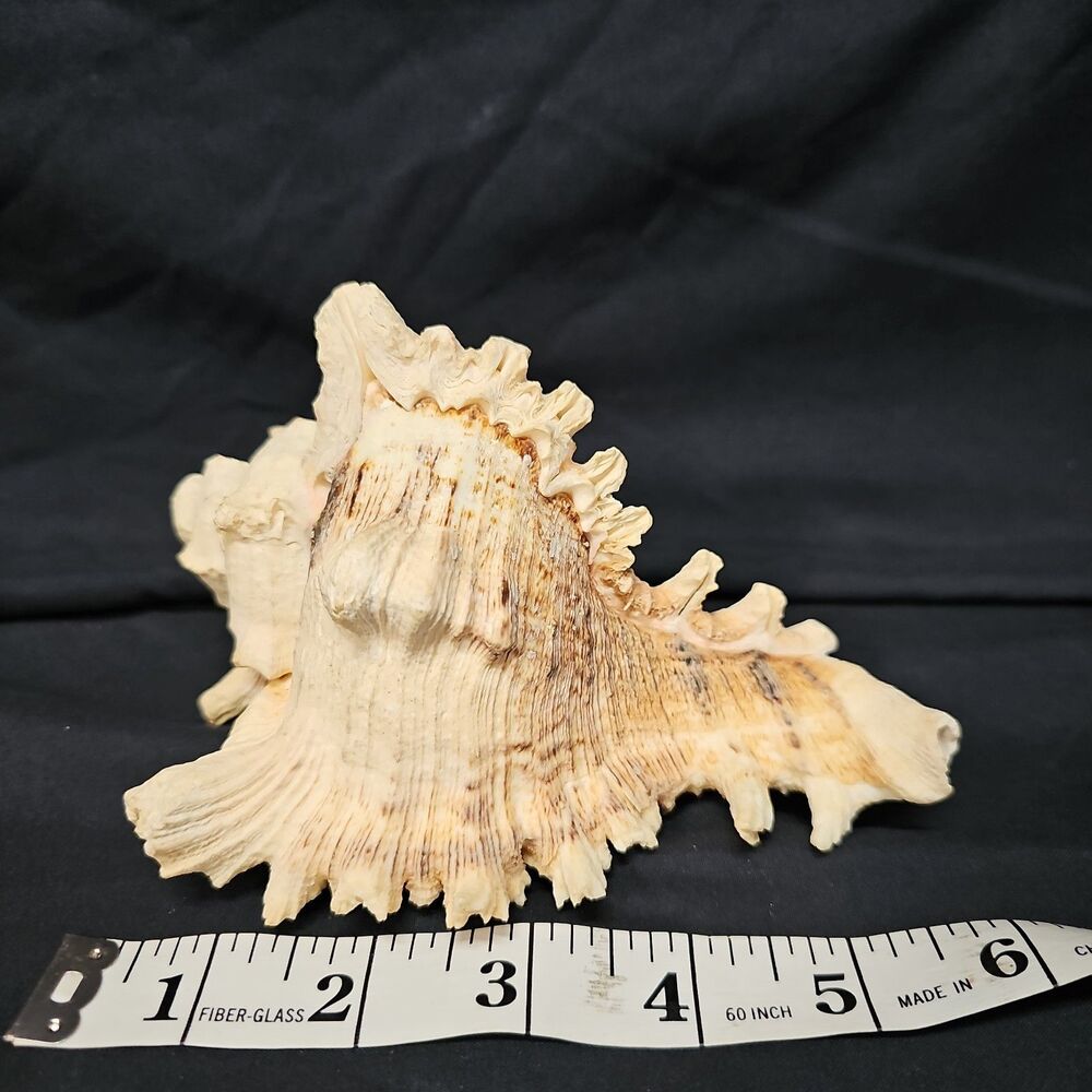 Large Natural Conch Seashell Rare 6” Long